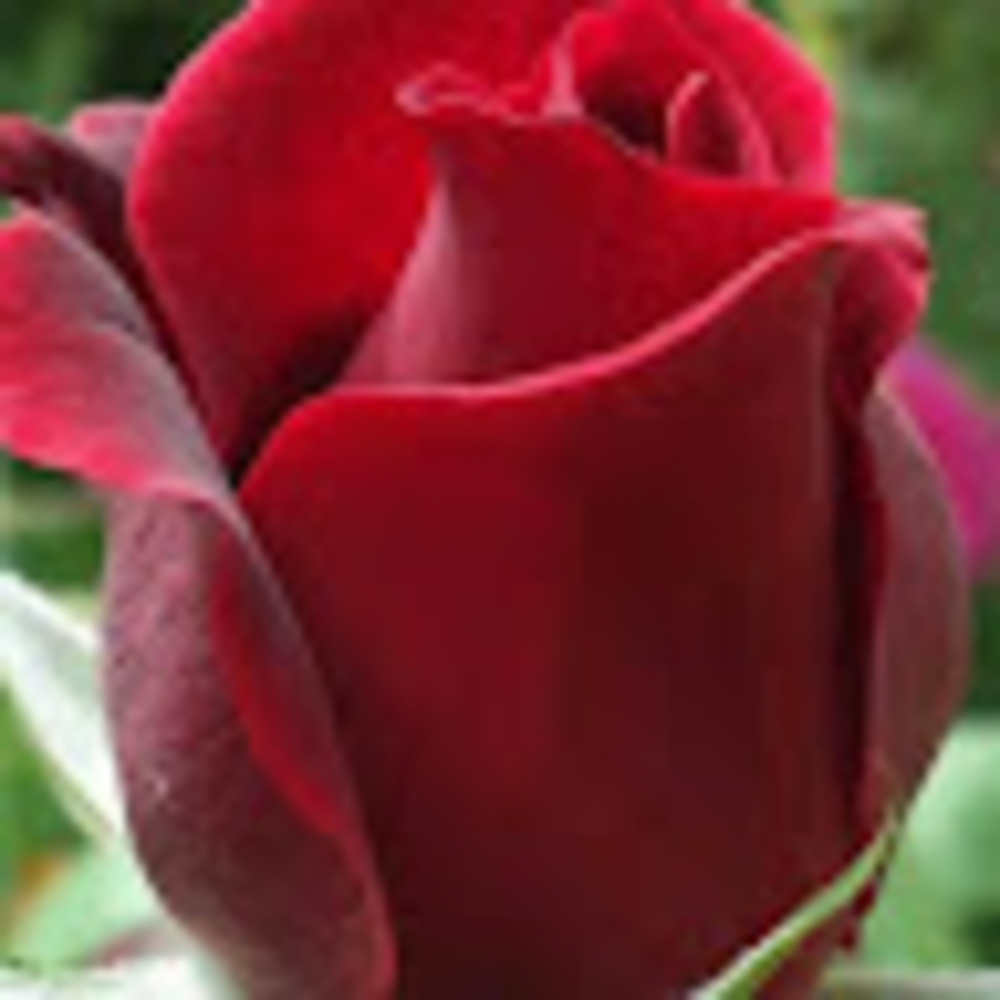 Meet your Posher, Aida